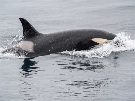 Arctic Whale Watching Cruises: Best Times & Places to See Them ...