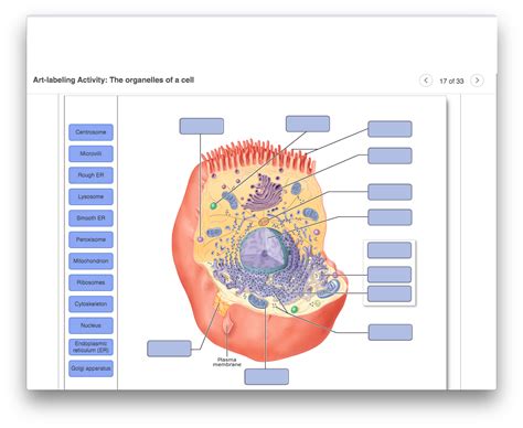 Solved Art Labeling Activity The Organelles Of A Cell Of Chegg