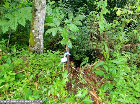 SIRANG LENTE: HIKING GUIDE: Mt. Banahaw, Quezon