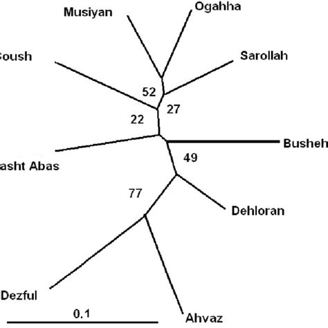 Unrooted Tree Depicting The Genetic Relationships Among Apis Florea Download Scientific Diagram