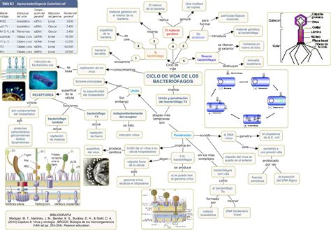 Ciclo De Vida De Los BacteriÓfagos