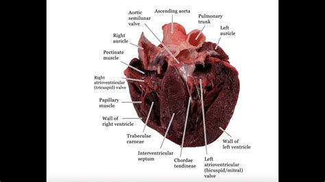 Pig Heart Anatomy Labeled