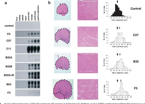 Figure 2 From Regulation Of Myostatin Activity And Muscle Growth