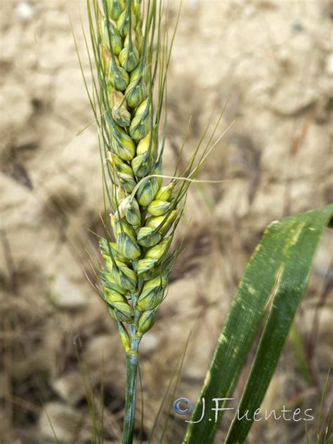 Triticum Aestivum Subsp Aestivum