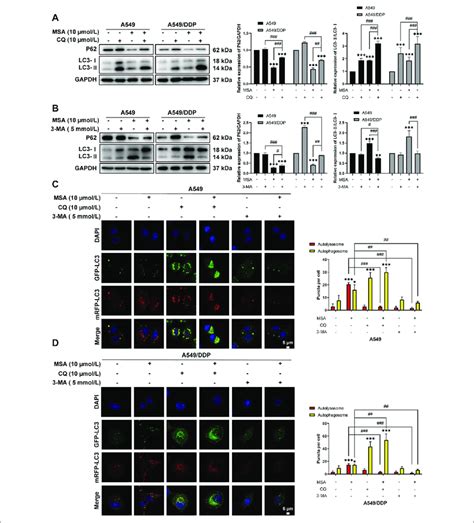 The Effect Of Msa Induced Autophagic Flux Was Blocked By Autophagy