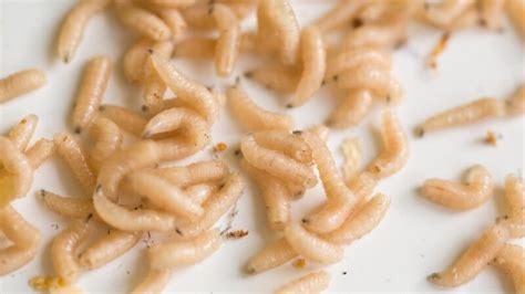 Do All Maggots Turn Into Flies Information And Facts Pestopped