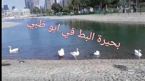 بحيرة البط ابوظبي YouTube