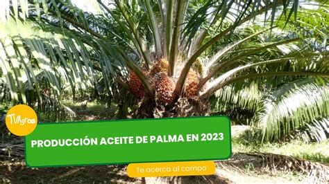 Producción aceite de palma en 2023 TvAgro por Juan Gonzalo Angel