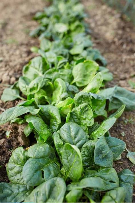 How To Harvest Spinach So It Keeps Growing Growfully