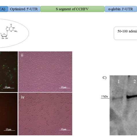 A Genomic Structure Of Naked Conventional Mrna Expressing The