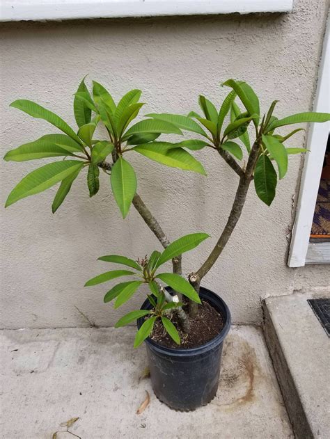 Plumeria cutting: Take broken branches, stick in dirt, water, wait