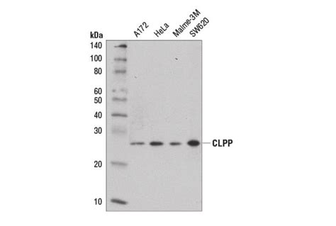 Clpp Antibody Cell Signaling Technology