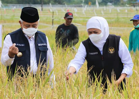 Gubernur Panen Raya Padi Varietas Unggul Di Malang News Klikjatim