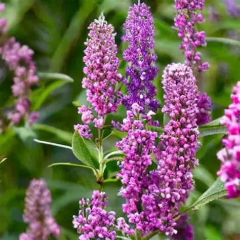 How To Deadhead Butterfly Bush Master The Art Of With Us