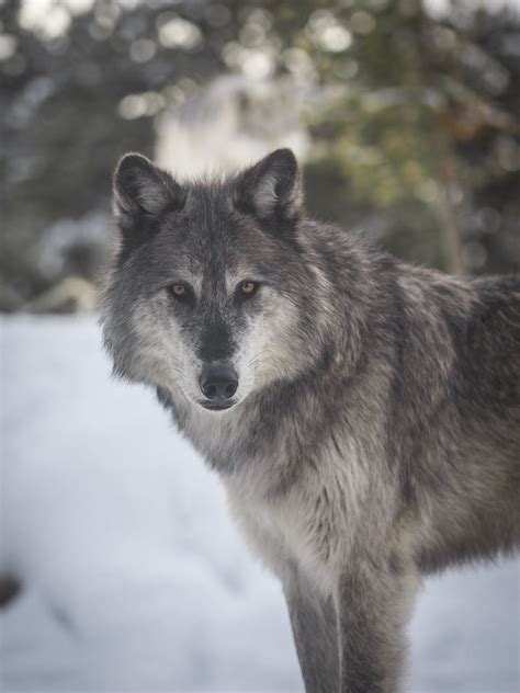 Wolf Headshot Portrait Yellow Eyes Beautiful Gray Wolf Canis Lupus