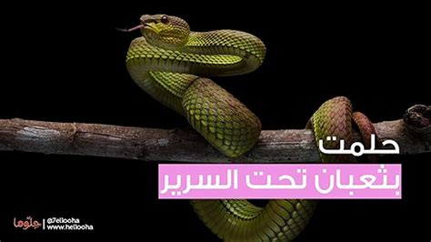 حلمت بثعبان تحت السرير فيديو Dailymotion