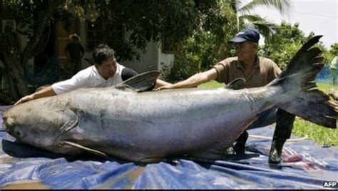 Ikan Lele Raksasa Ditemukan di Sungai Mekong