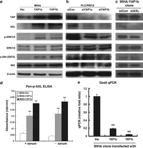 Yap1 Induced Axl Expression And Erk12 Activation A Western Blot