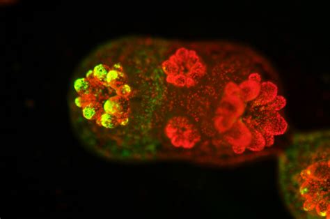 Discovery About Coral Algal Symbiosis Could H Eurekalert