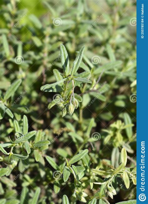 Rock Rose Fire Dragon Stock Photo Image Of Plant Flower 255785184