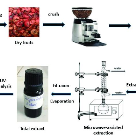 Pdf Optimization Of Microwave Assisted Extraction Of Total Phenolic And Total Flavonoid From