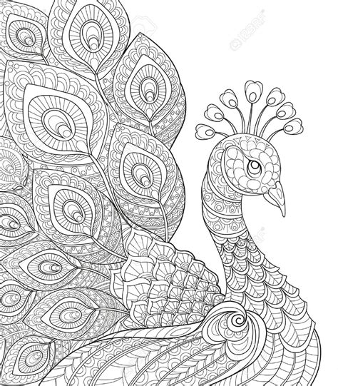 Peacock Outline Drawing At Getdrawings Free Download