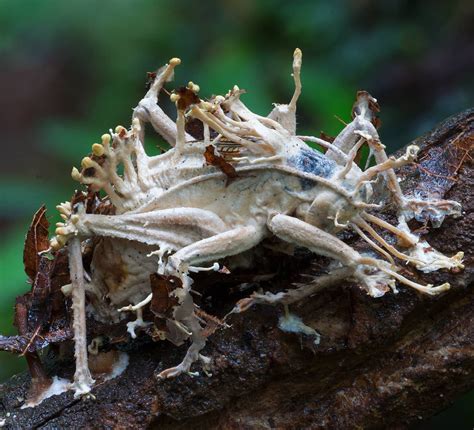 Grasshopper Infected And Consumed By Cordyceps Fungus R Oddlyterrifying