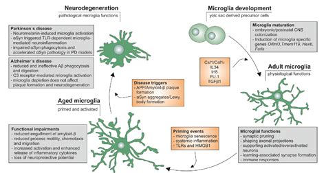 Aging Microglia—phenotypes Functions And Implications For Age Related Neurodegenerative