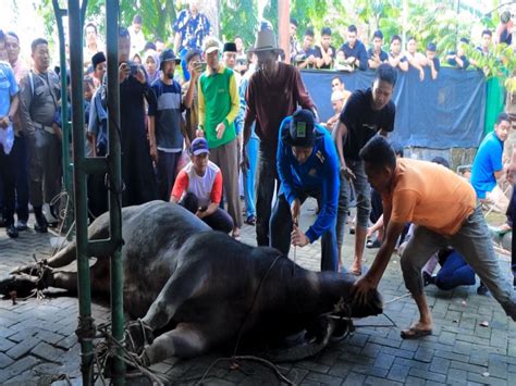 Pj Bupati Hambali Lakukan Pemotongan Hewan Qurban Idul Adha H