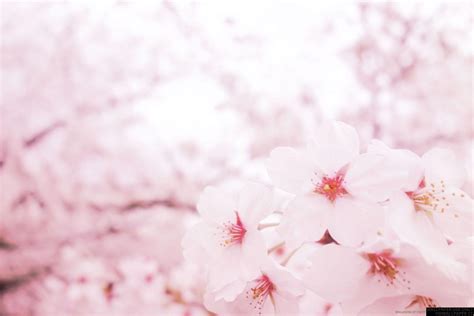 Pink Sakura Wallpapers - Top Free Pink Sakura Backgrounds - WallpaperAccess