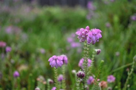 Calluna Plant Pink - Free photo on Pixabay - Pixabay