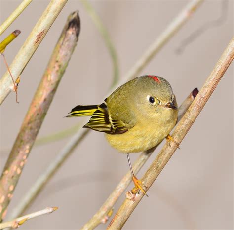 Ruby Crowned Kinglet 1 Photograph By Don Herd Pixels