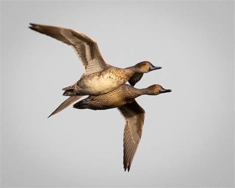 Northern Pintail Pair Evening Flight Minnesota Valley Nat Flickr