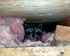 Wildlife & Critter Removal - Varmint Removal & Repair