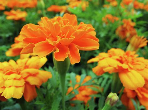 Orange Marigolds Photograph by Lynn Harrison - Fine Art America