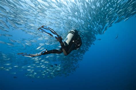 Scuba Diving The Philippines | Marine Life - DIVE Magazine