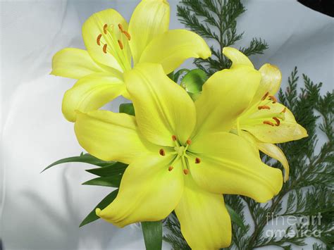 three yellow Asiatic lilies Photograph by David Rankin - Pixels