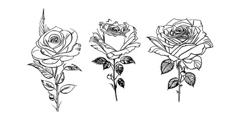 Premium Vector Three Roses Coloring Book Showcases Stunning