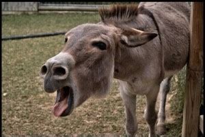 Create meme "funny donkey, donkey laughs, donkey" - Pictures - Meme-arsenal.com