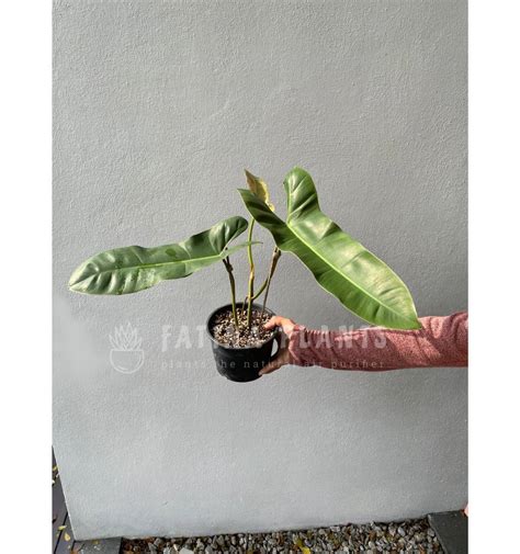 Philodendron Billietiae X Atabapoense Pot A Furniture Home Living