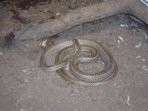 small snake  photo  freeimages