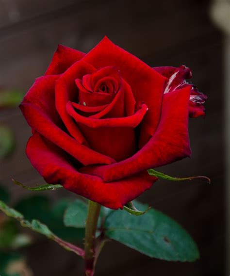 Rose flower pictures, Red roses, Beautiful red roses
