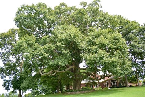 How Oak Trees Can Hybridize To Form New Varieties — Nashville Tree