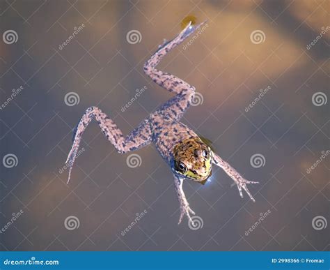 Swimming Frog Royalty Free Stock Image Image 2998366