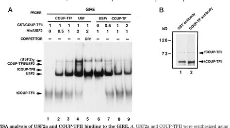 Figure From Chicken Ovalbumin Upstream Promoter Transcription Factor