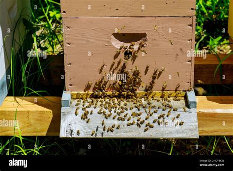 Beehive Bee Colony Honey Bee Beehives Bee Colonies Stock Photo Alamy