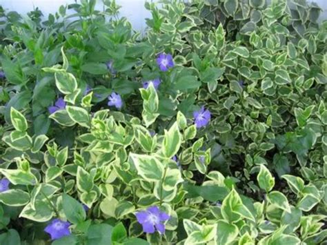 Vincas How To Grow And Care For Periwinkle Plants Vinca Garden