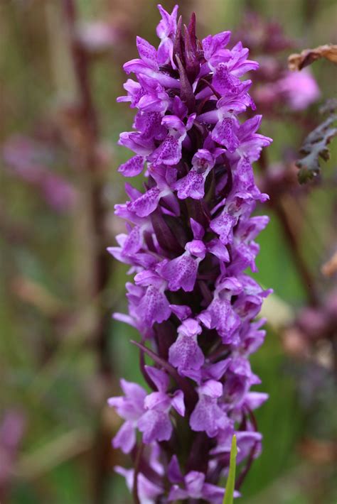 Early Marsh Orchid Dactylorhiza Incarnata Var Gemmanda Flickr