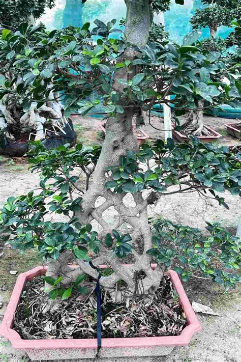 Buy Ficus Retusa Net Shape Plantshop Me UAE