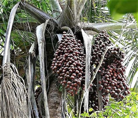 Fruit From Palm Trees - Explore the World of Palm Tree Fruits